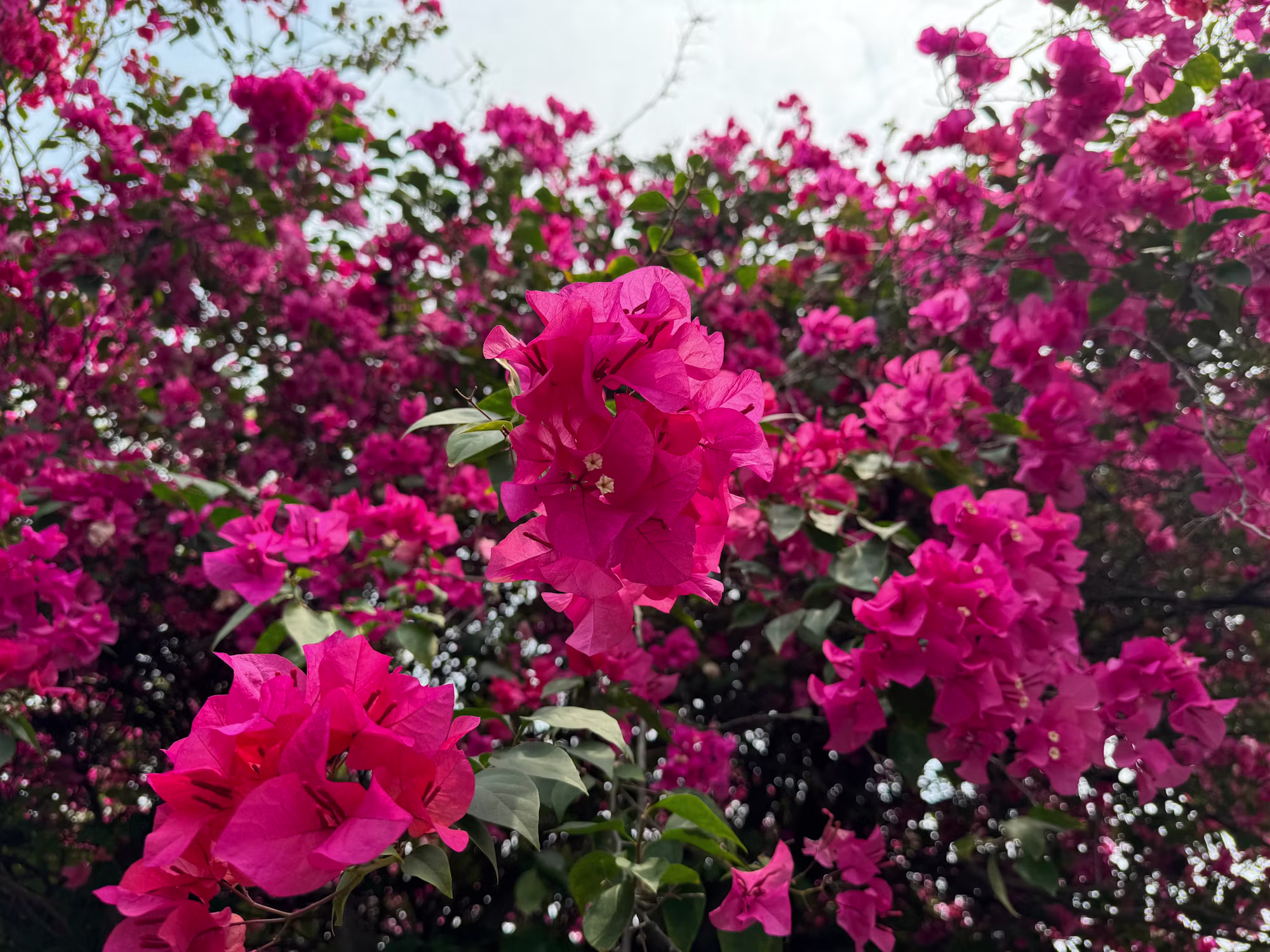 Cultivating Romance: The Art of Building Lasting Connections